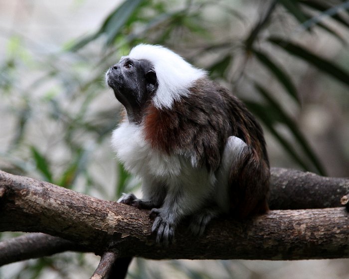 BrookfieldZoo